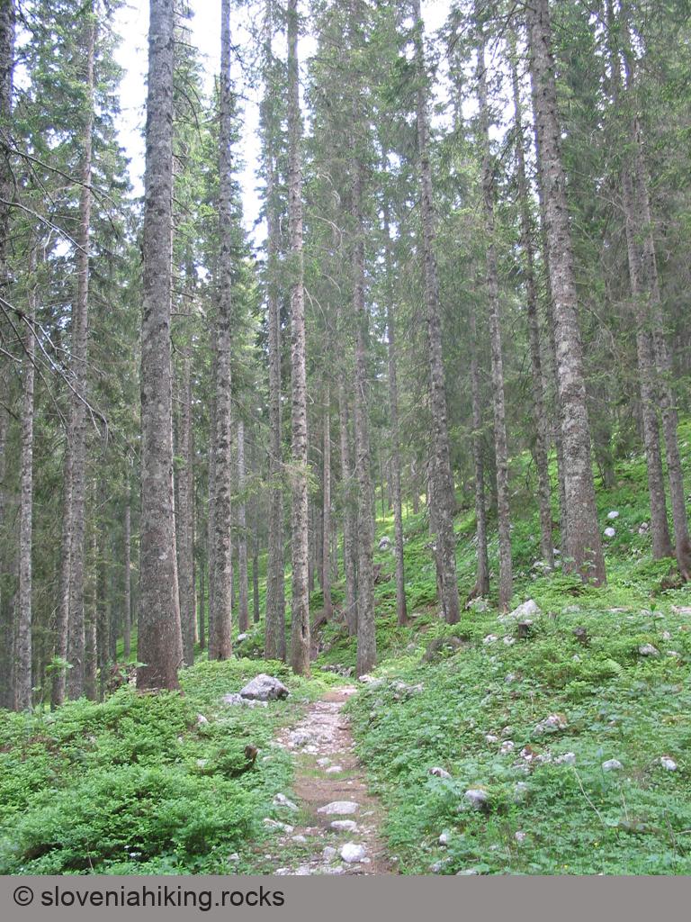 Walking through Pokljuka forests