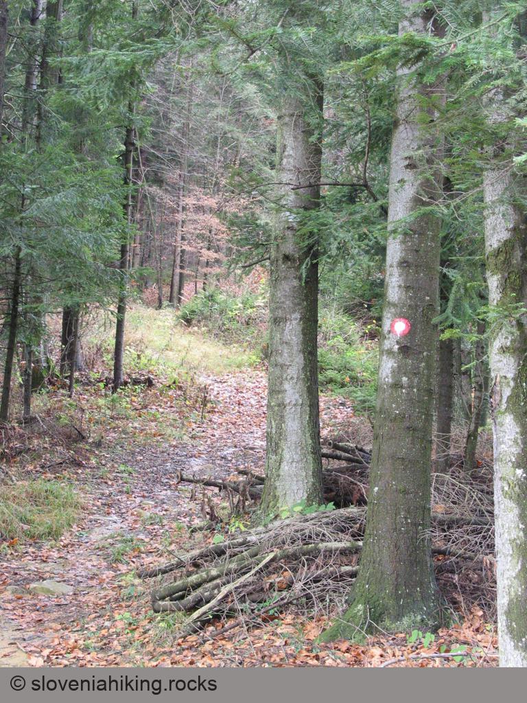 Prava gozdna pot