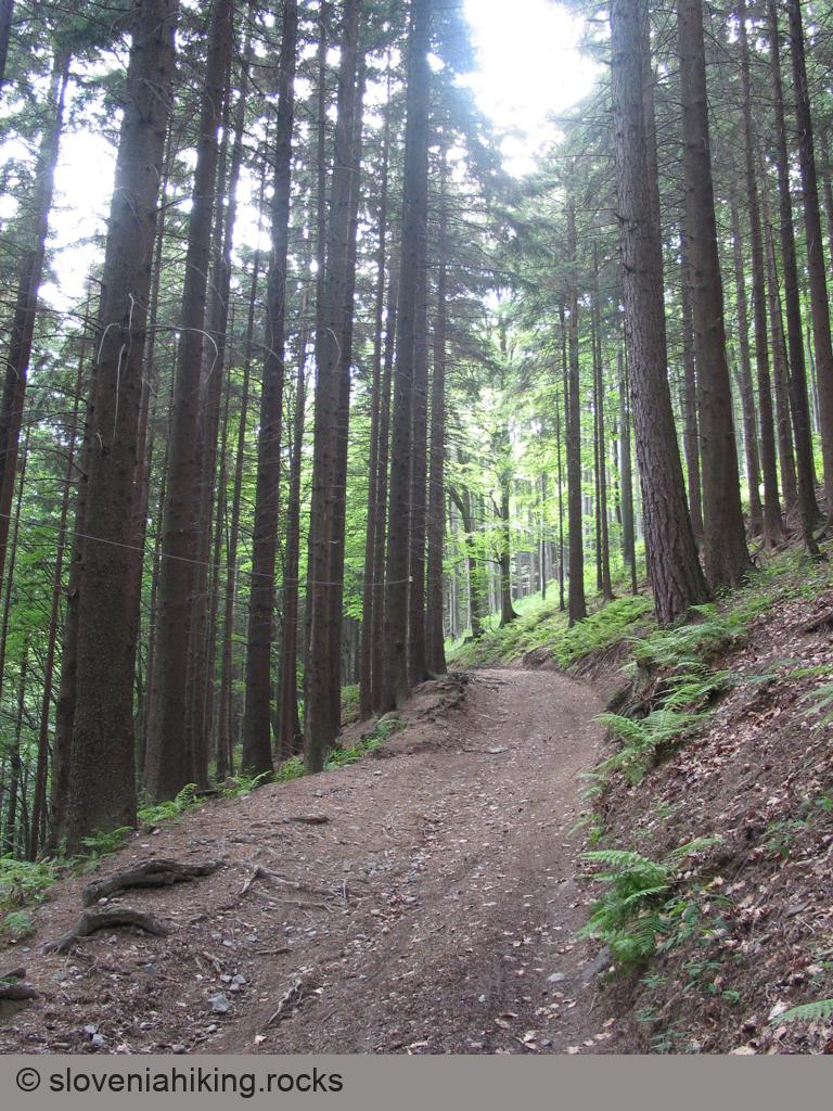 Gozdna cesta proti Otavniku